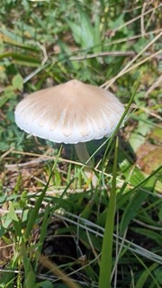 foto di Funghi